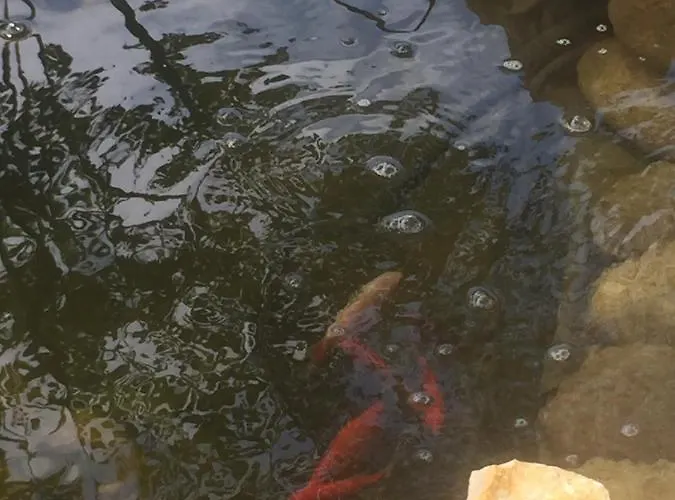 דירה Lelle-kert 02